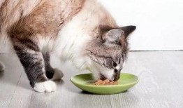 娱乐吃瓜菌猫猫视频,揭秘娱乐圈幕后趣闻