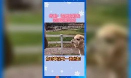 娱乐吃瓜还有什么别称,从“吃瓜群众”到“瓜界先锋”的华丽转身